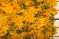 Jam torn dandelions spring floral background Royalty Free Stock Photo