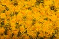 Jam torn dandelions vivid spring floral background