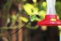 Jamaica blue Hummingbird drinks water