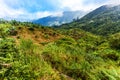 Jamaica Blue Mountains coffee grow landscape view