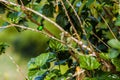 Jamaica Blue Mountains coffee grow landscape view