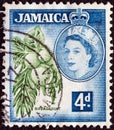 JAMAICA - CIRCA 1956: A stamp printed in Jamaica shows breadfruits Artocarpus altilis and Queen Elizabeth II, circa 1956.