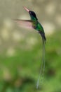 Jamaica`s National Bird - Doctor Bird Hummingbird