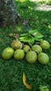 Jamaican harvest