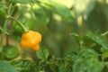 Jamaican Hot Yellow Scotch Bonnet Pepper Outdoors Royalty Free Stock Photo