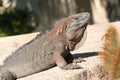 Jamaican iguana (Cyclura collei) Royalty Free Stock Photo