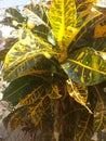 Jamaican plant with yellow articulate stricks