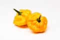 Jamaican Scotch Bonnet Hot Peppers Royalty Free Stock Photo