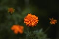 Jamanthi poovu or Chrysanthemum orange flower