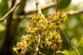 Jamblang, black plum, jamun, or duwet (Syzygium cumini) flowers, selected focus