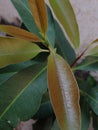 Jambolan leaves macro shot