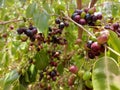 JAMBOLAN PLUM, Jamun Fruit, Syzygium cumini, Black Plum, Java Plum, Black Berry Fruit Garden