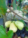 Jamboo, jambu, tropical fruit, sweet, tasty