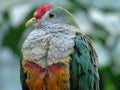 Jambu Fruit Dove Royalty Free Stock Photo