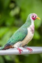 The jambu fruit dove (Ptilinopus jambu)