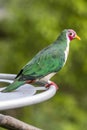 The jambu fruit dove (Ptilinopus jambu) Royalty Free Stock Photo