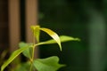 Jambul Leaves, Java plum or jambul leaves green