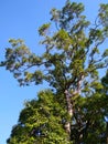 Jambul tree view