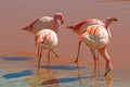 James Flamingo, Laguna Colorada, Bolivia