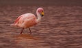 James Flamingo at Laguna Colorada Bolivia
