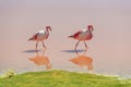 James Flamingo, Laguna Colorada, Uyuni, Bolivia