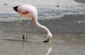 James Flamingo at Laguna Colorada & x28;Bolivia& x29;