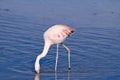James` Flamingo Phoenicoparrus jamesi Royalty Free Stock Photo