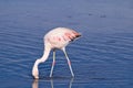 James` Flamingo Phoenicoparrus jamesi Royalty Free Stock Photo