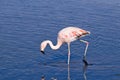 James` Flamingo Phoenicoparrus jamesi Royalty Free Stock Photo