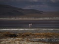 James flamingo phoenicoparrus jamesi in red salt flat lake Laguna Colorada Uyuni potosi Andes mountain Altiplano Bolivia Royalty Free Stock Photo