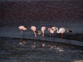 James flamingo phoenicoparrus jamesi in red salt flat lake Laguna Colorada Uyuni potosi Andes mountain Altiplano Bolivia Royalty Free Stock Photo