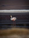 James flamingo phoenicoparrus jamesi in red salt flat lake Laguna Colorada Uyuni potosi Andes mountain Altiplano Bolivia Royalty Free Stock Photo