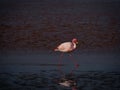 James flamingo phoenicoparrus jamesi in red salt flat lake Laguna Colorada Uyuni potosi Andes mountain Altiplano Bolivia Royalty Free Stock Photo