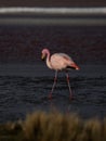 James flamingo phoenicoparrus jamesi in red salt flat lake Laguna Colorada Uyuni potosi Andes mountain Altiplano Bolivia Royalty Free Stock Photo