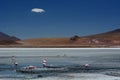 James flamingos at Laguna Hedionda. PotosÃÂ­ department. Bolivia