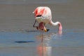 James flamingos, southern Bolivia