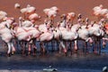 James flamingos, southern Bolivia