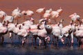 James flamingos, southern Bolivia