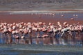 James flamingos, southern Bolivia