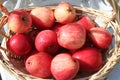 James Grieves apples have been found in Swedish gardens during long time ago Royalty Free Stock Photo