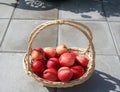 James Grieves apples have been found in Swedish gardens during long time ago Royalty Free Stock Photo