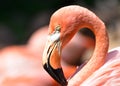 James`s Flamingo, Oklahoma City Zoo Royalty Free Stock Photo