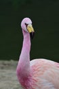 James`s flamingo phoenicoparrus jamesi Royalty Free Stock Photo