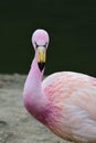 James`s flamingo phoenicoparrus jamesi Royalty Free Stock Photo