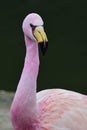 James`s flamingo phoenicoparrus jamesi Royalty Free Stock Photo
