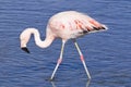 James`s flamingo Phoenicoparrus jamesi Royalty Free Stock Photo