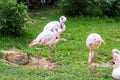 The James`s flamingo Phoenicoparrus jamesi or Puna flamingo birds Royalty Free Stock Photo