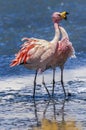 James`s flamingos, Laguna Canapa, Bolivia