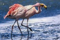 James`s flamingos, Laguna Canapa, Bolivia