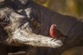 Jameson Firefinch in Kruger National park, South Africa